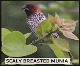 Scaly Breasted Munia